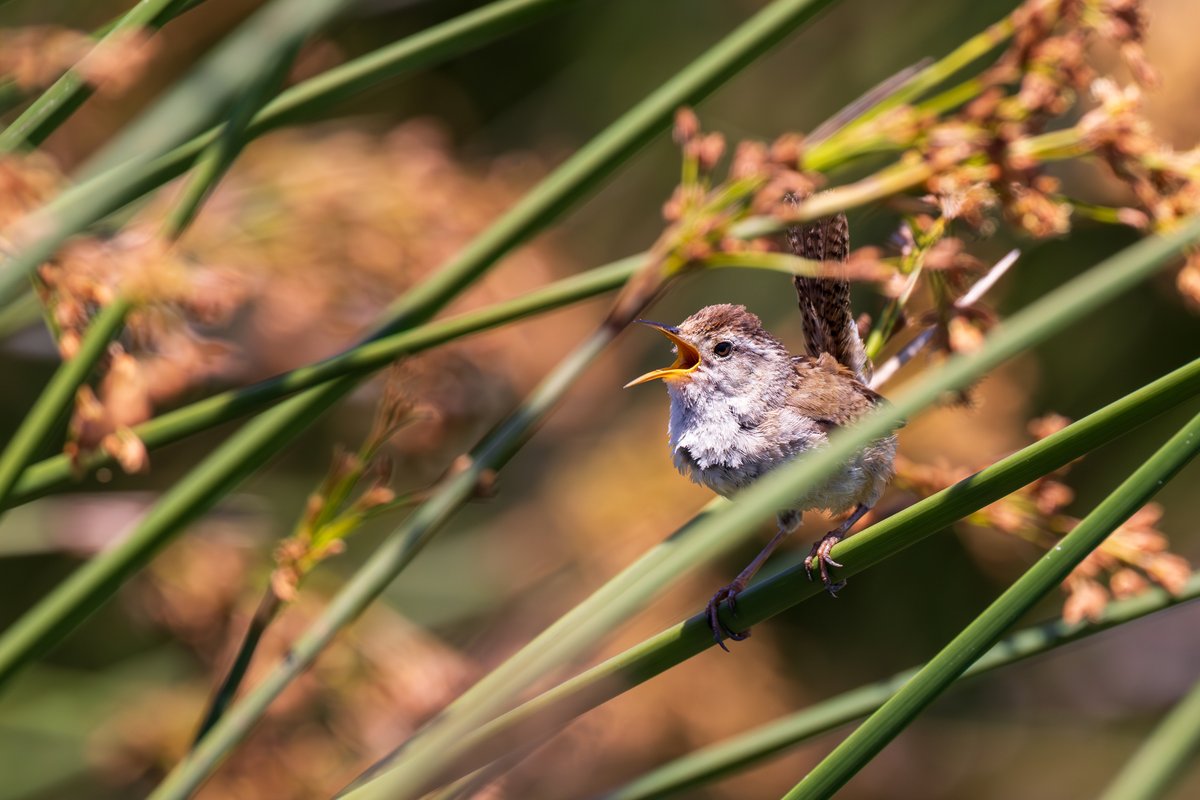 Marsh Wren
