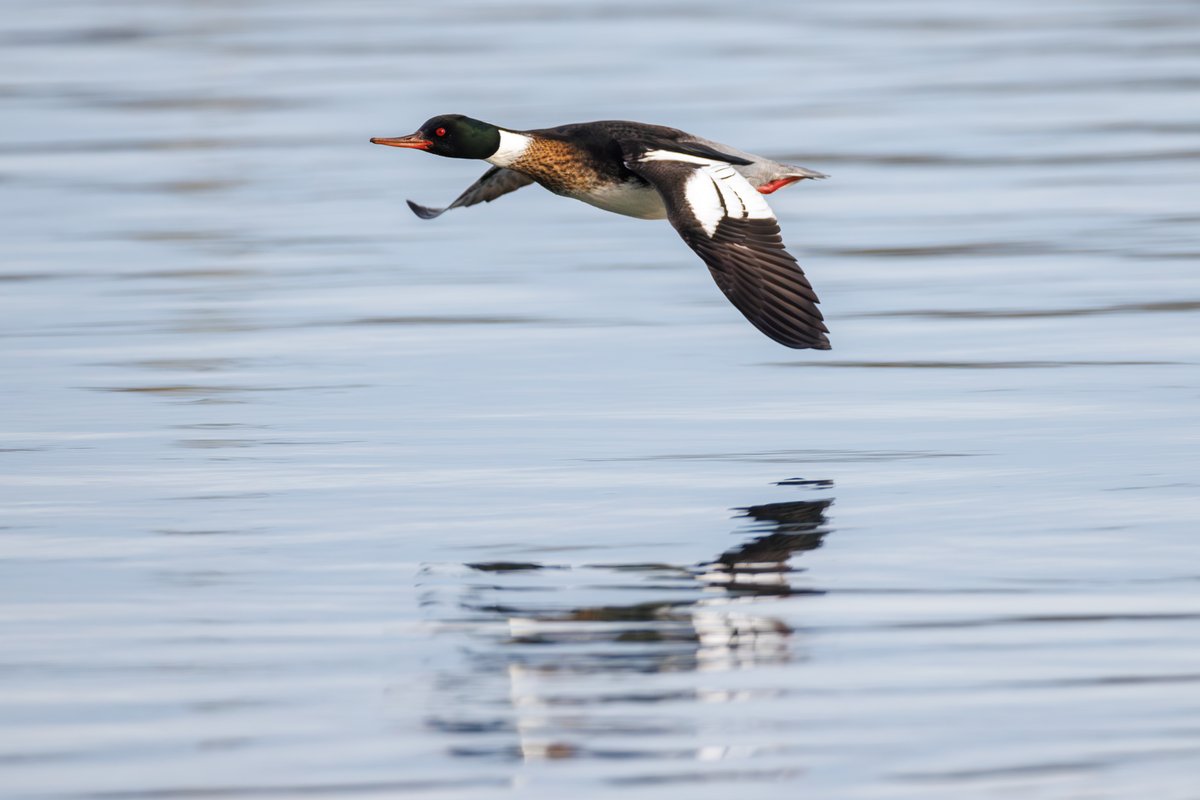 Red-breasted Merganser