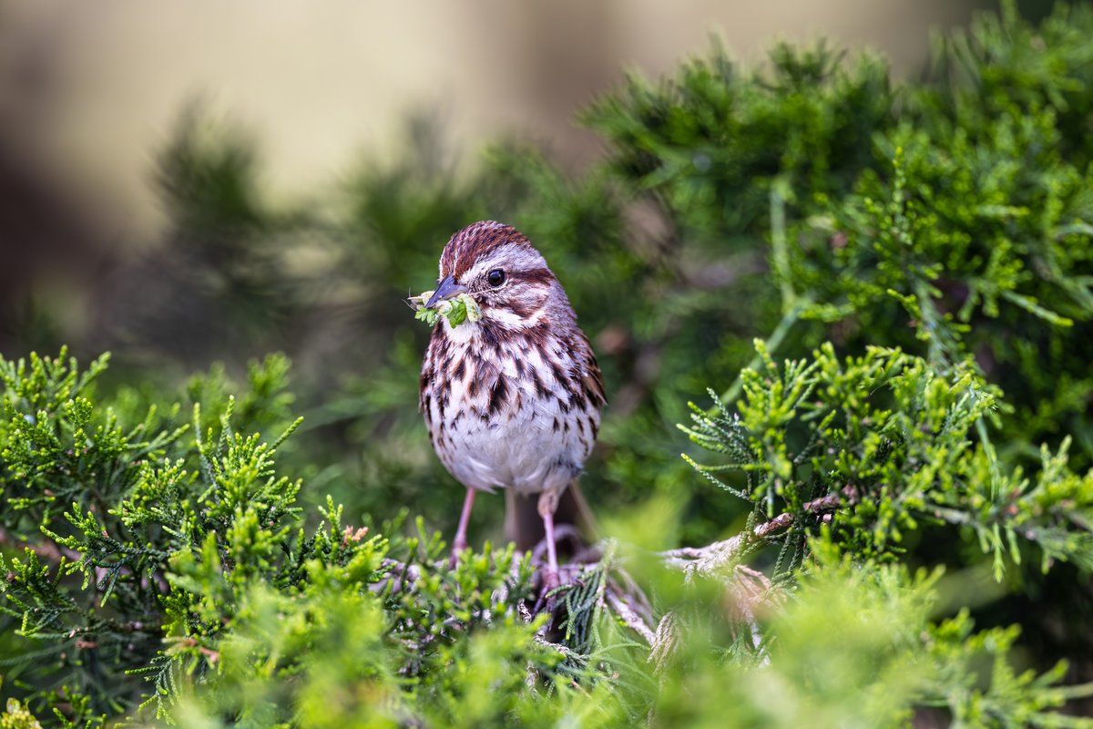 Song Sparrow