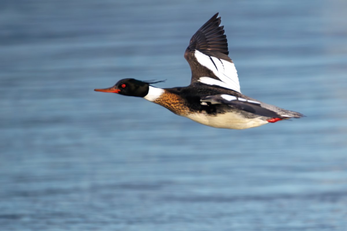 Red-breasted Merganser