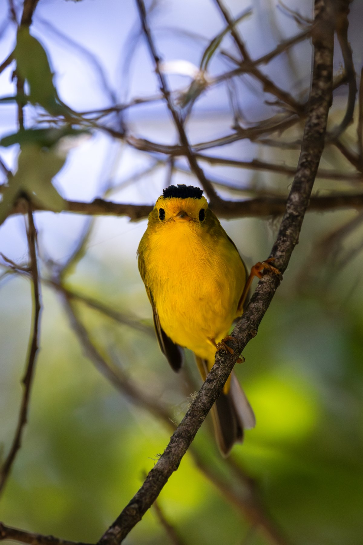 Wilson's Warbler