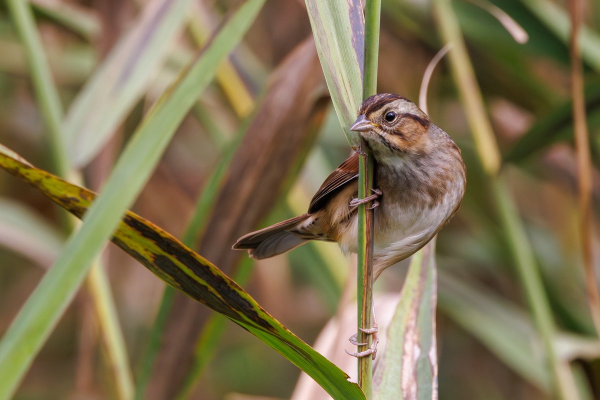 Swamp Sparrow