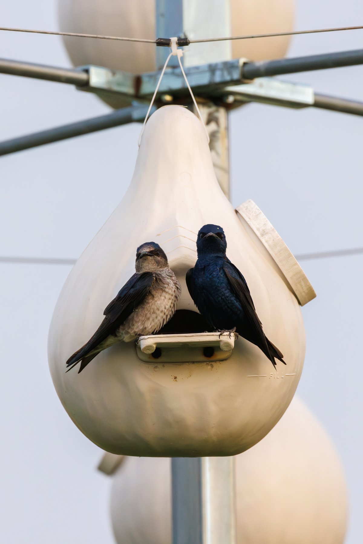 Purple Martin
