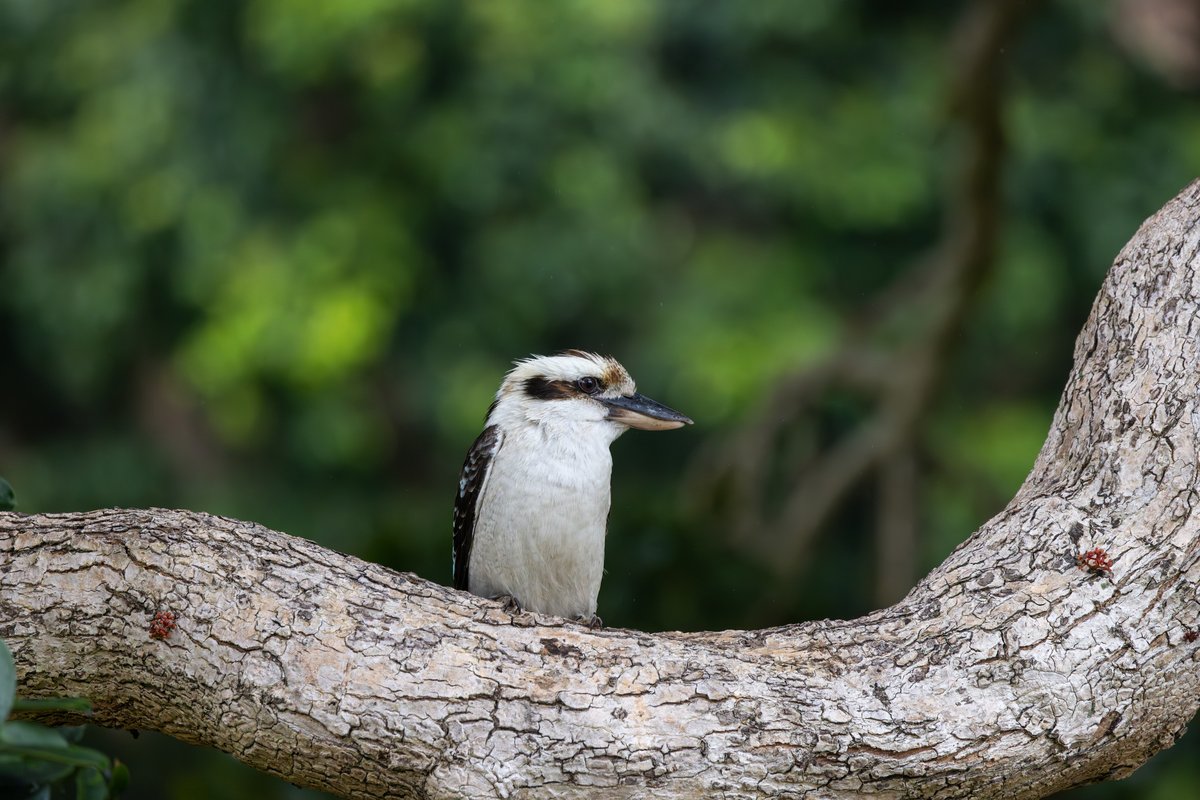 Laughing Kookaburra