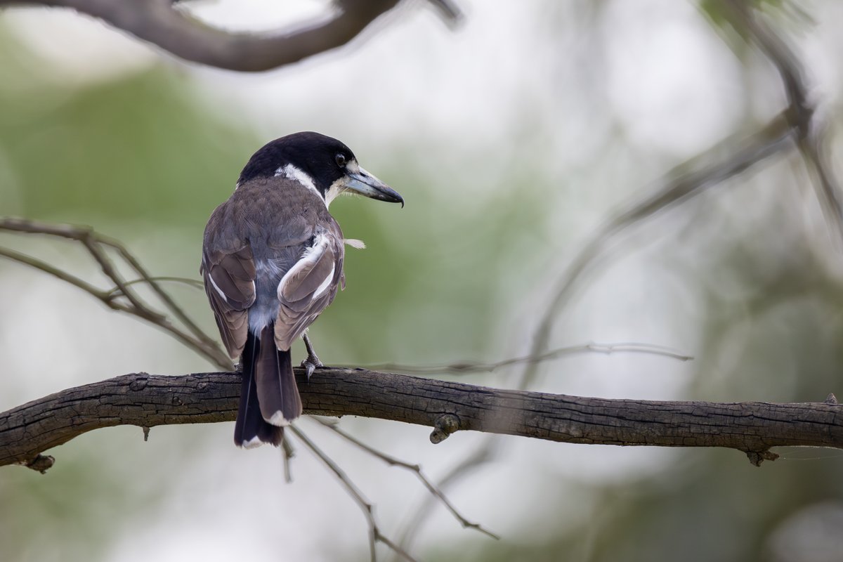 Grey Butcherbird