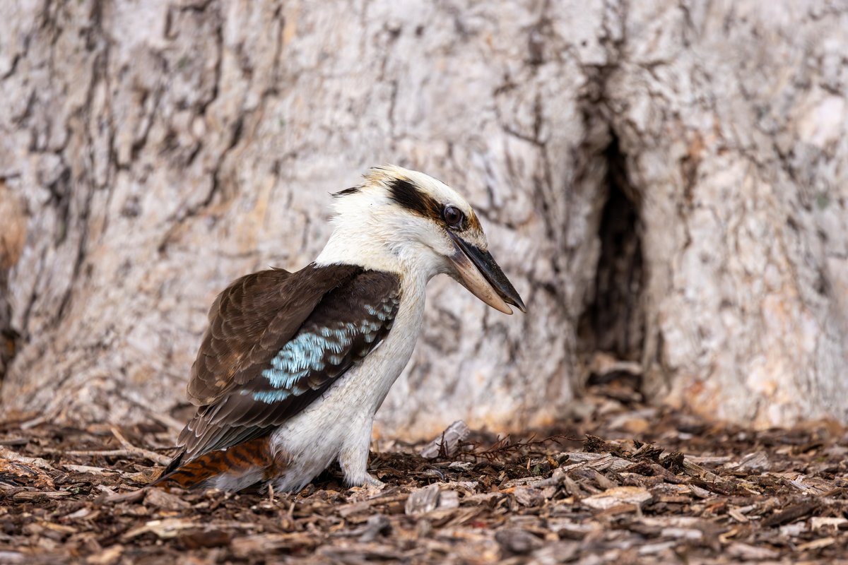 Laughing Kookaburra