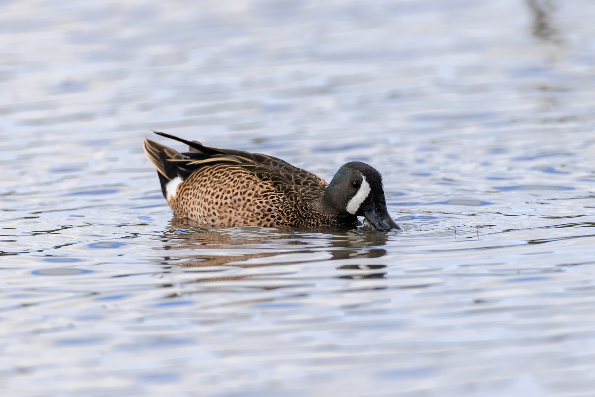 Blue-winged Teal