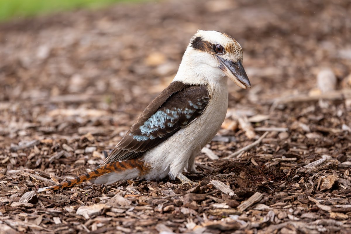 Laughing Kookaburra