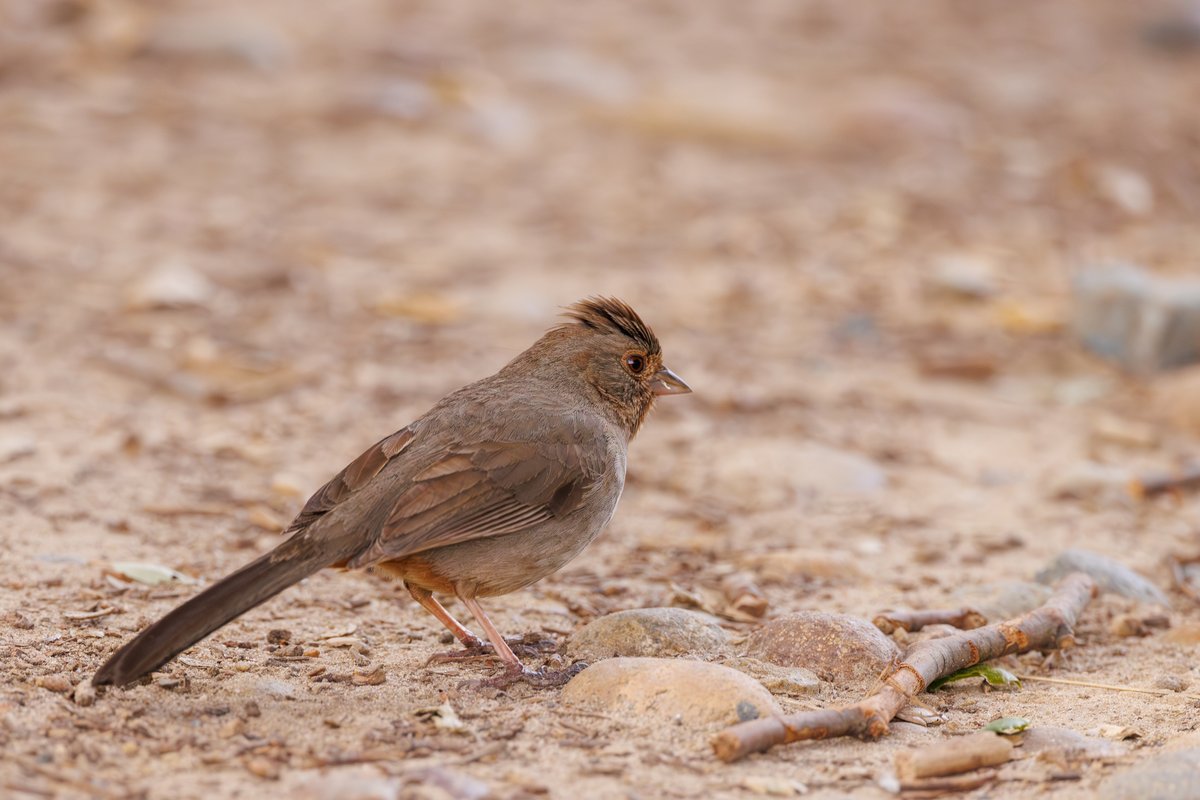 California Towhee