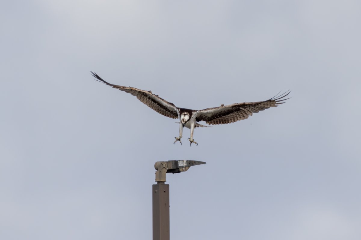 Osprey