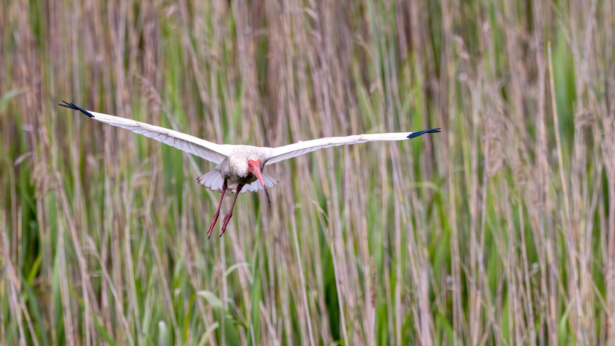 White-faced Ibis