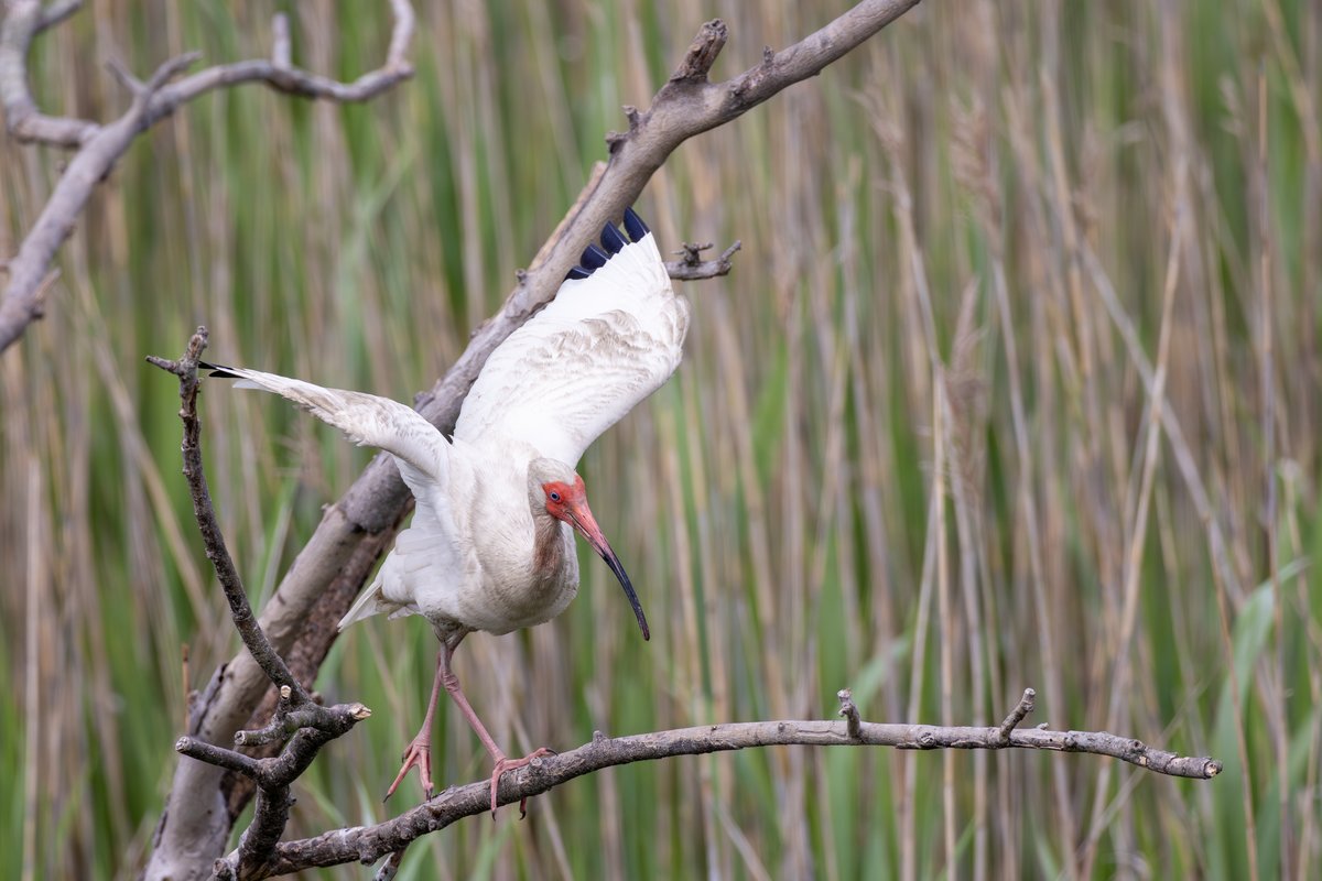 White-faced Ibis