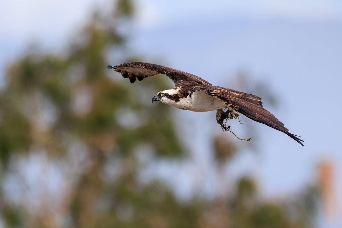 Osprey