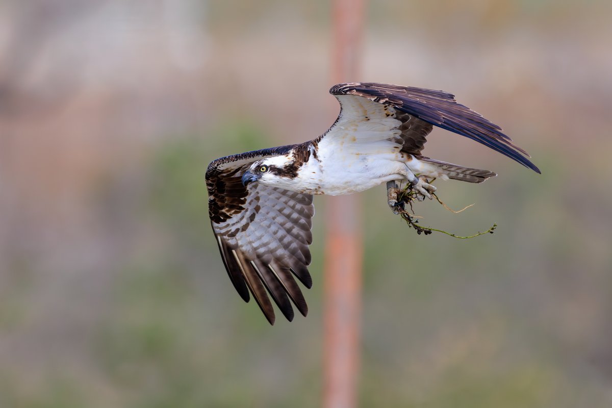 Osprey