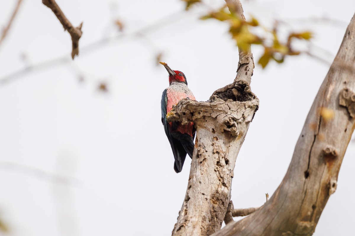 Lewis's Woodpecker