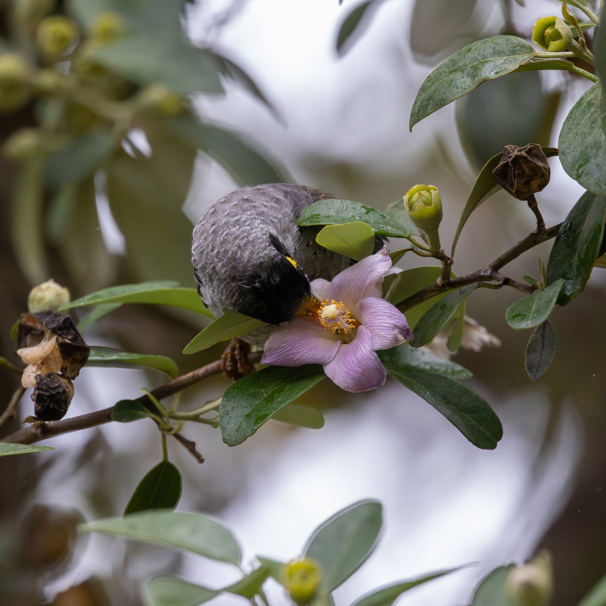 Noisy Miner