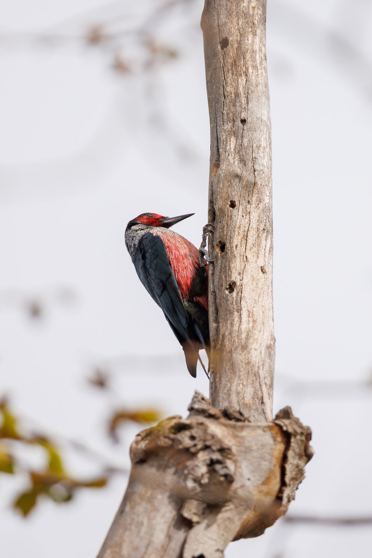 Lewis's Woodpecker