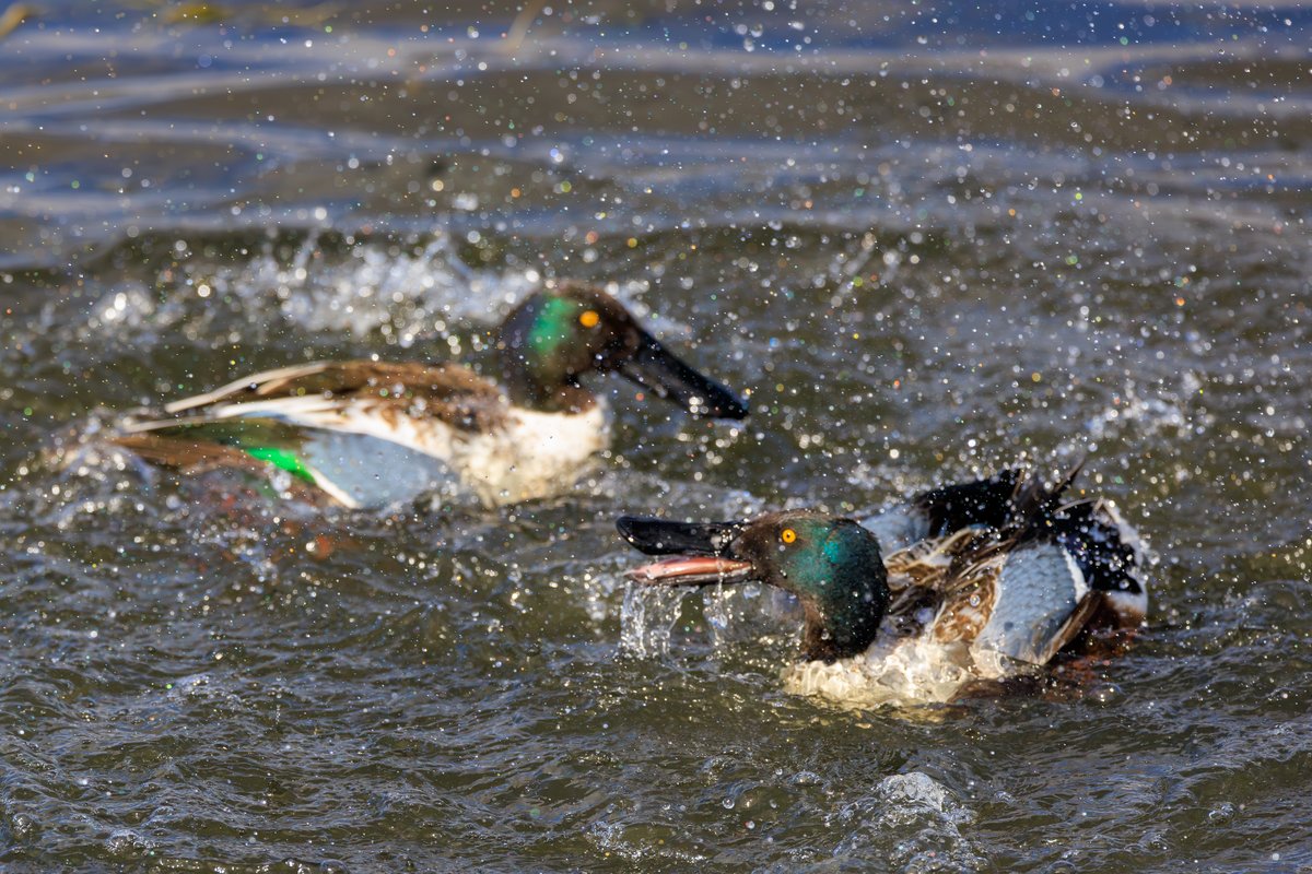 Northern Shoveler
