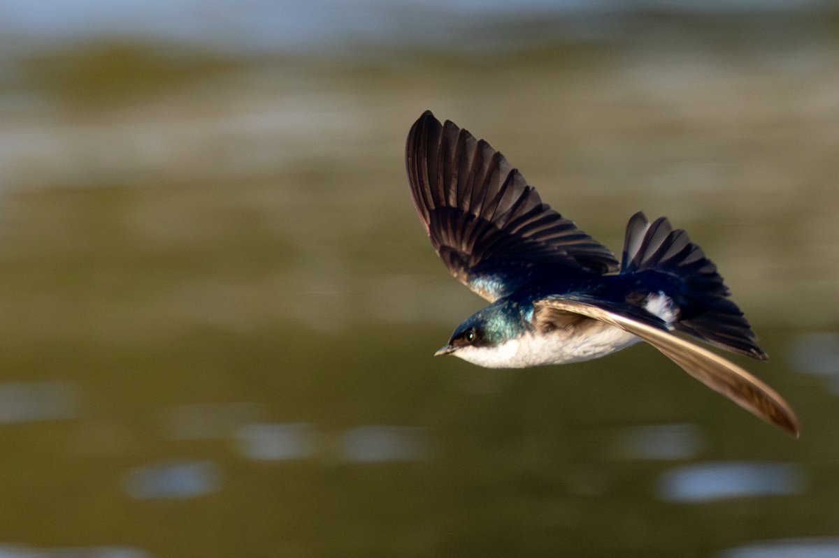 Tree Swallow