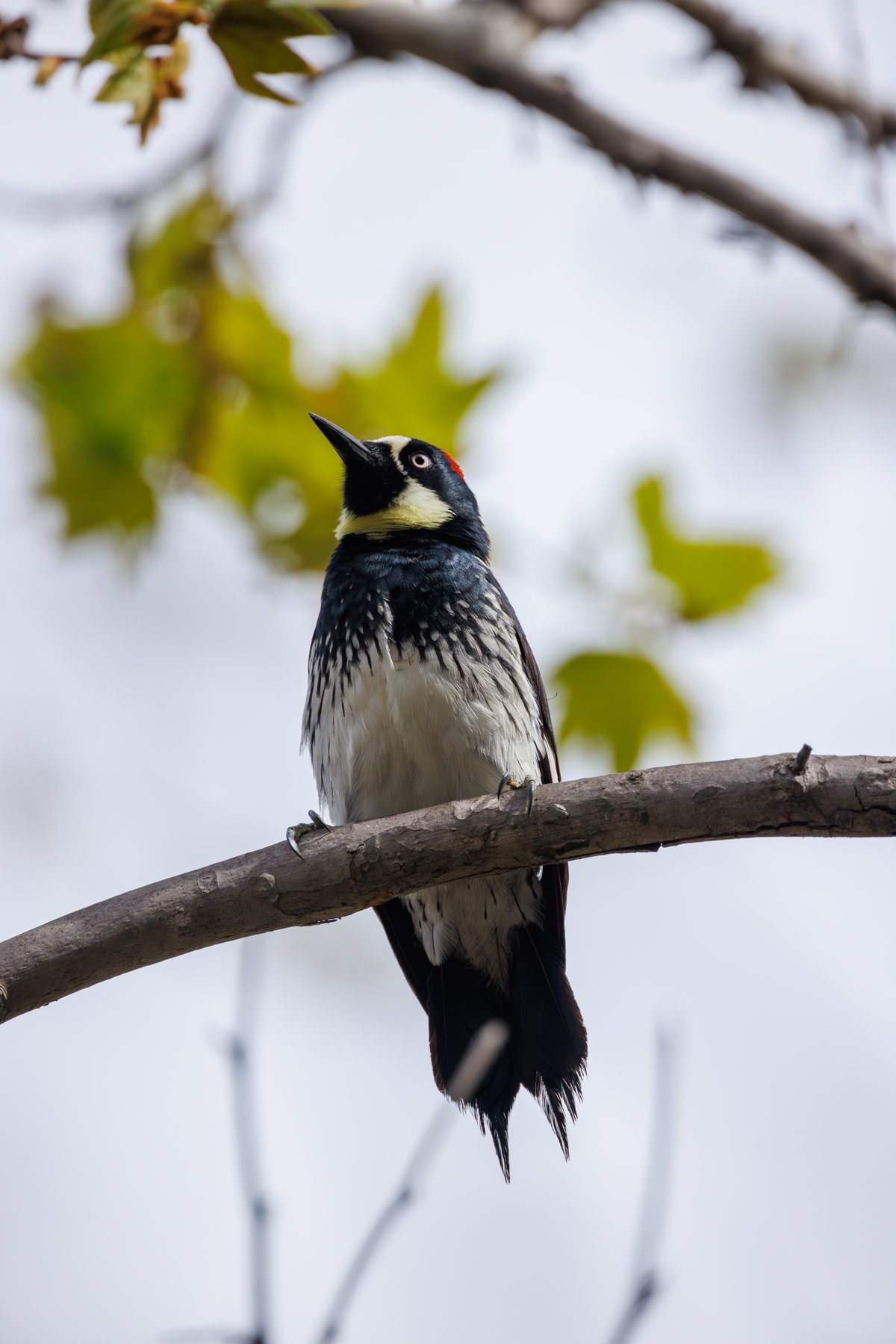 Acorn Woodpecker