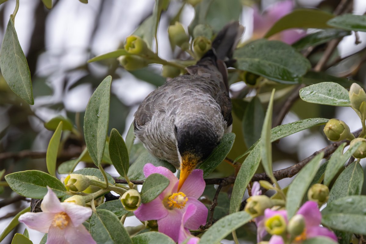 Noisy Miner