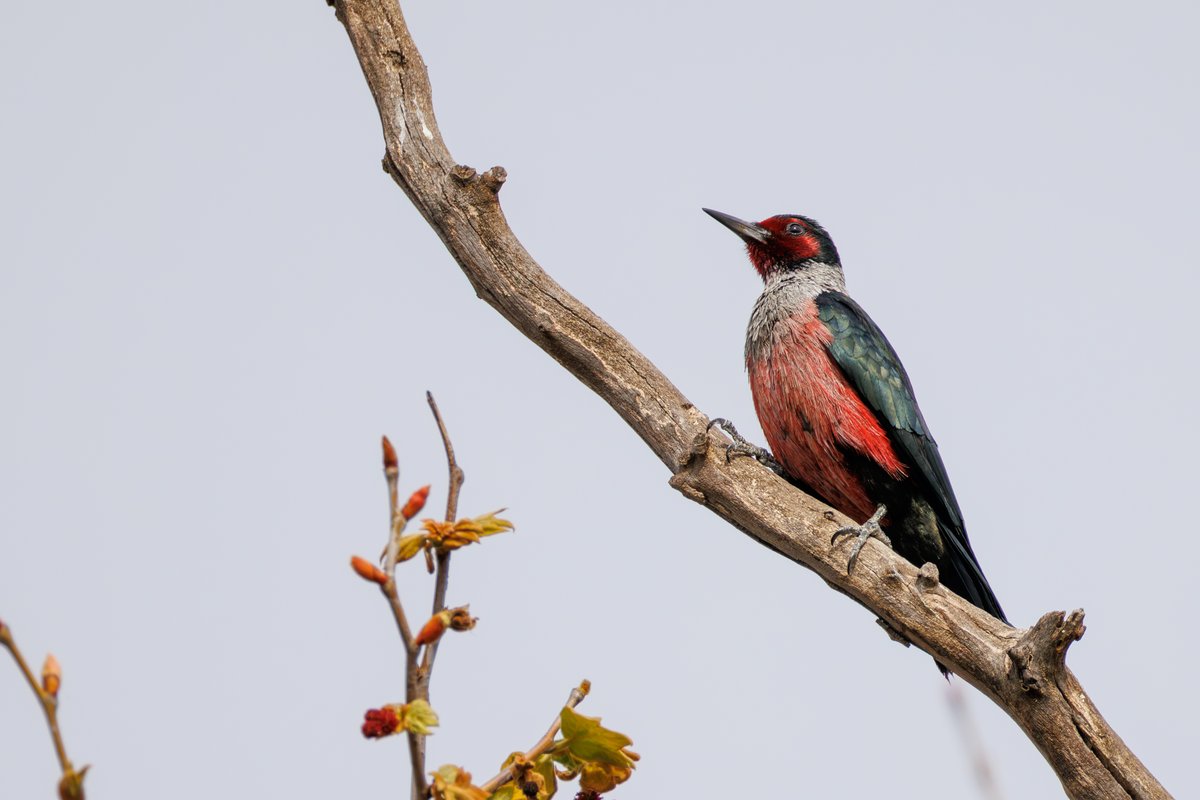 Lewis's Woodpecker