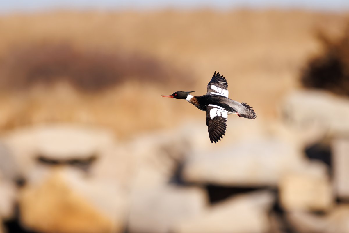 Red-breasted Merganser