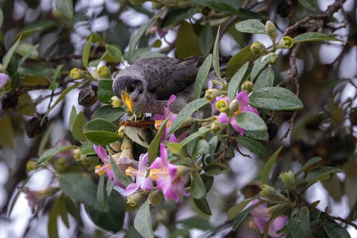 Noisy Miner