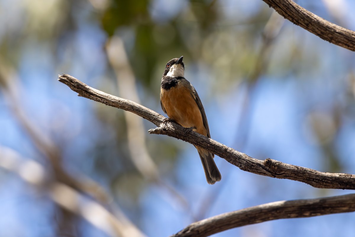 Rufous Whistler