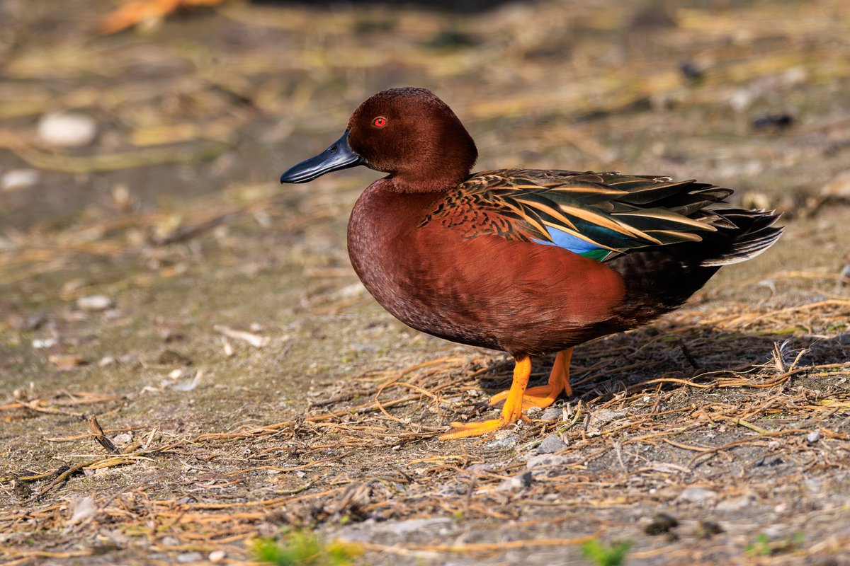 Cinnamon Teal