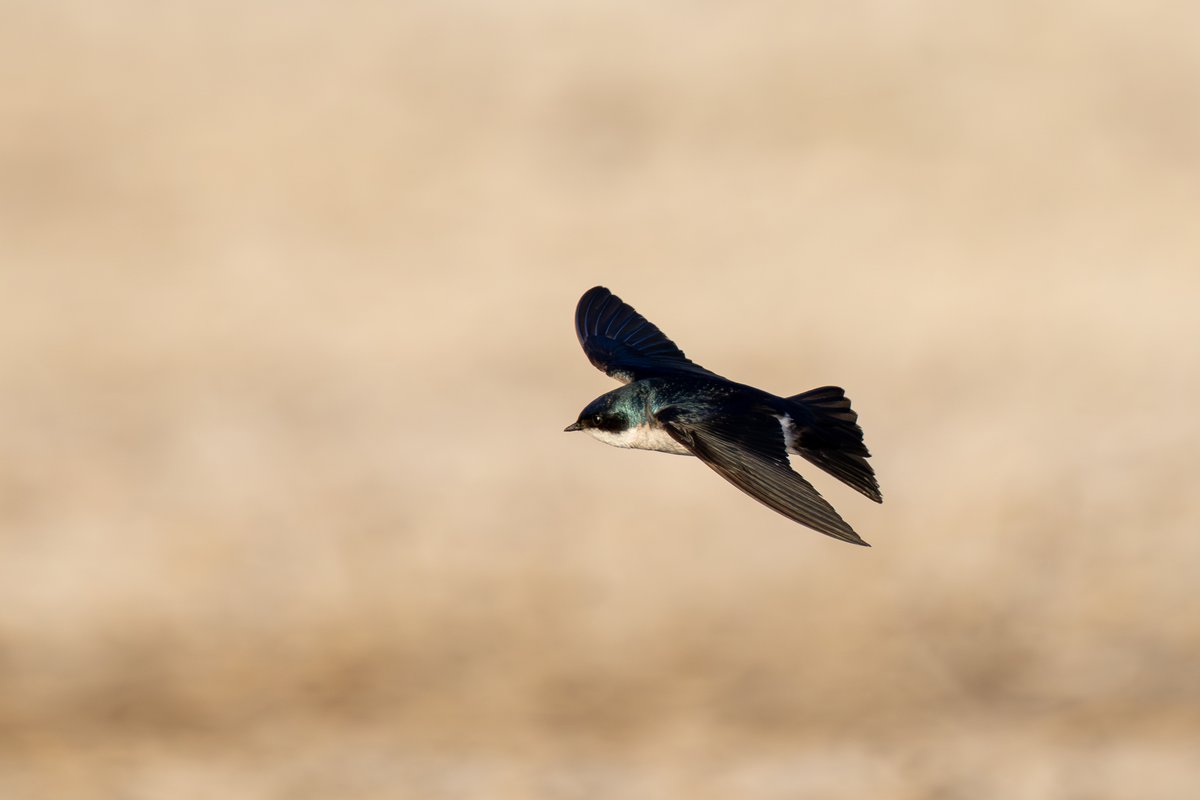 Tree Swallow