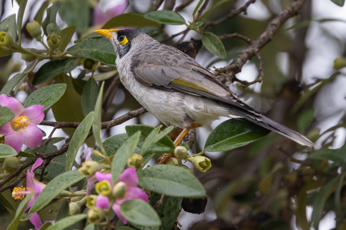 Noisy Miner