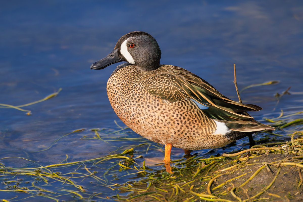 Blue-winged Teal