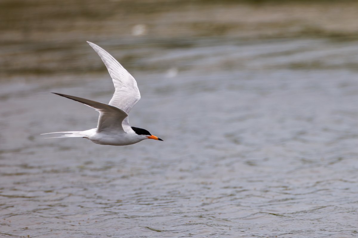 Common Tern