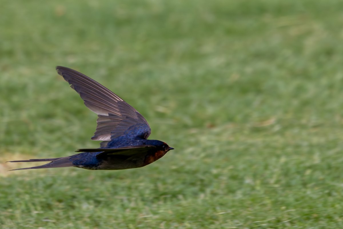 Welcome Swallow