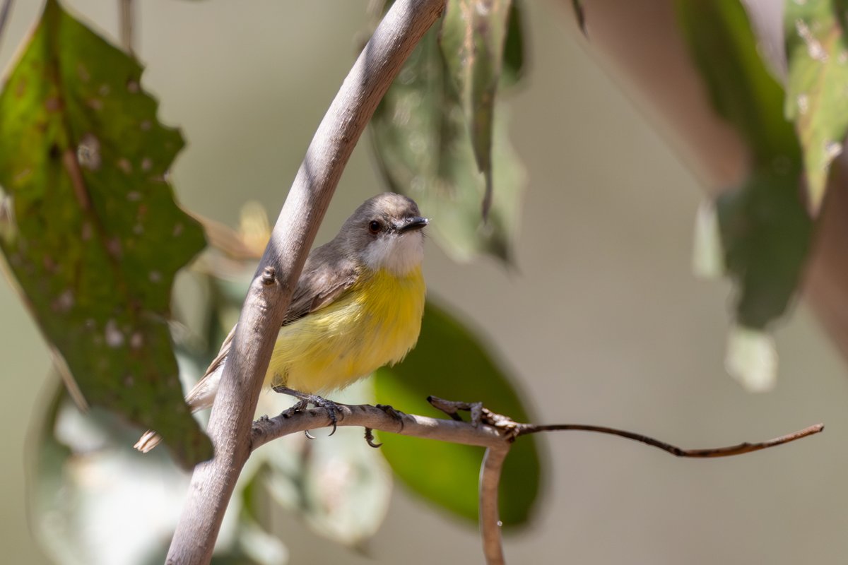 Yellow-faced Honeyeater