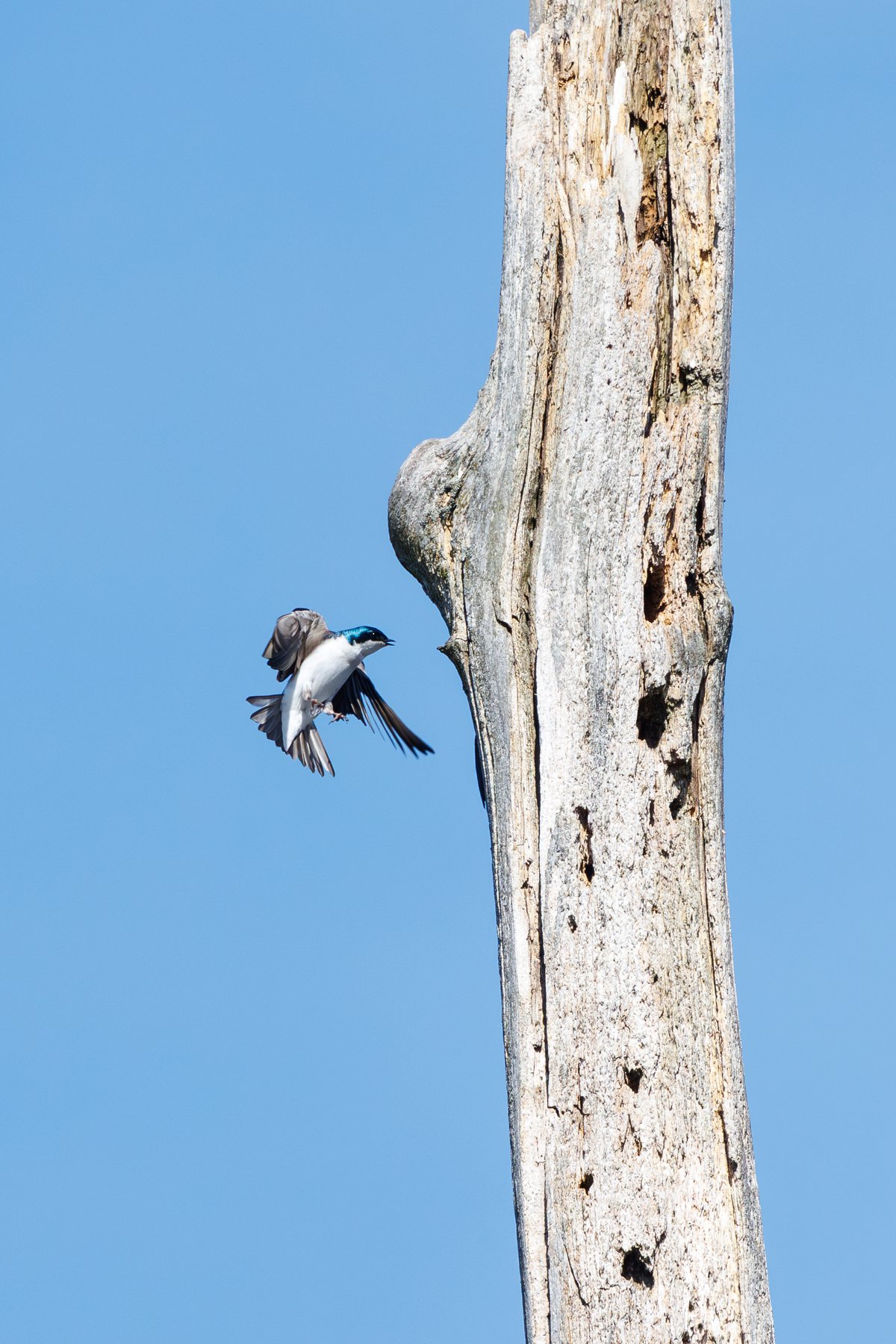 Tree Swallow