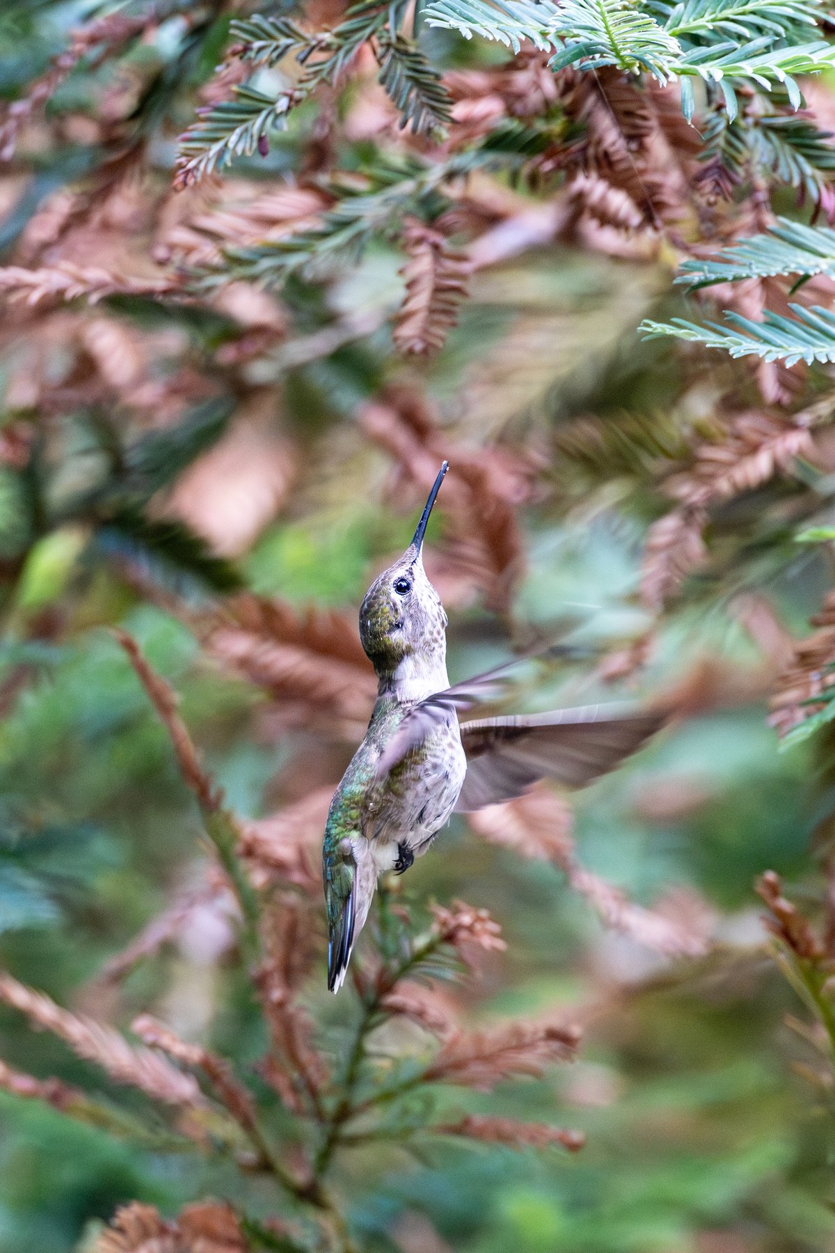 Anna's Hummingbird