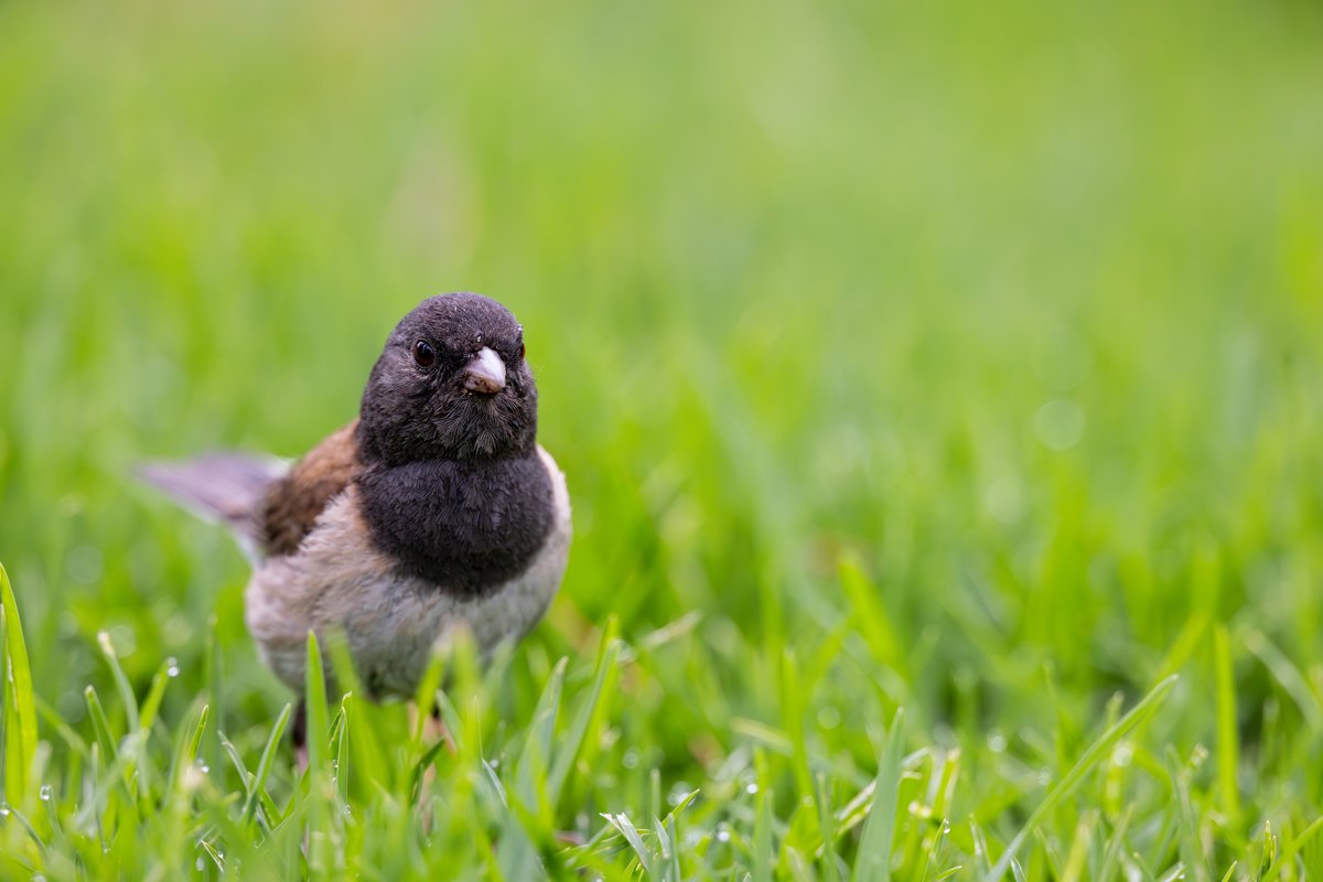 Dark-eyed Junco