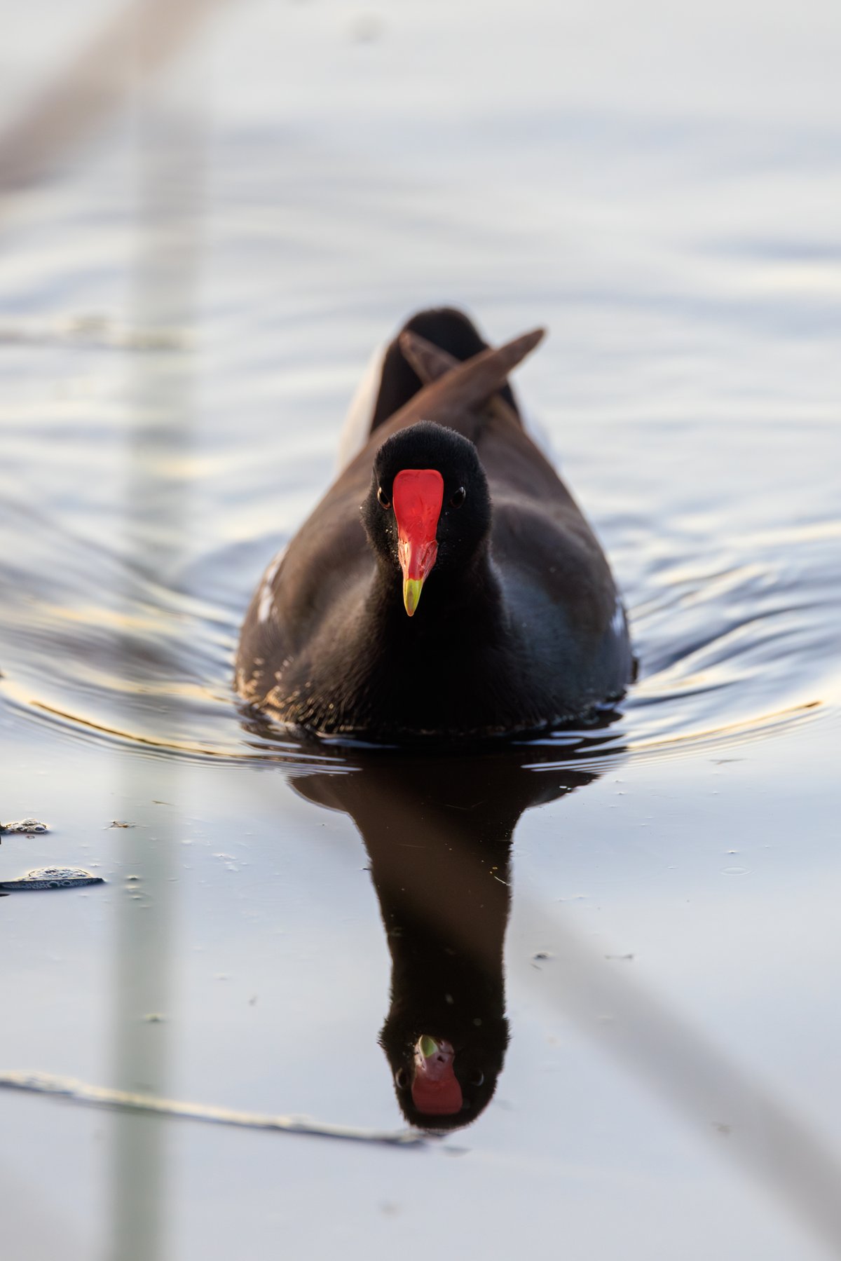 Common Gallinule