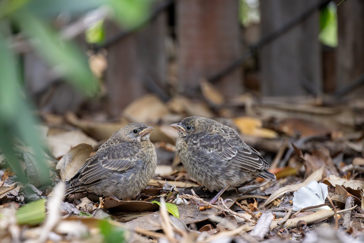Brown-headed Cowbird