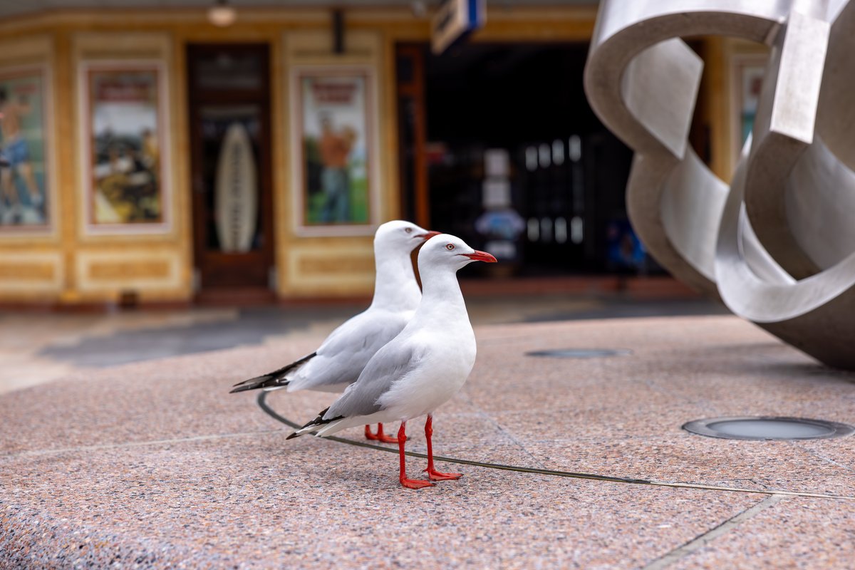 Silver Gull