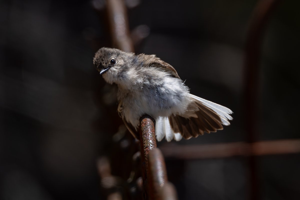Gray Fantail