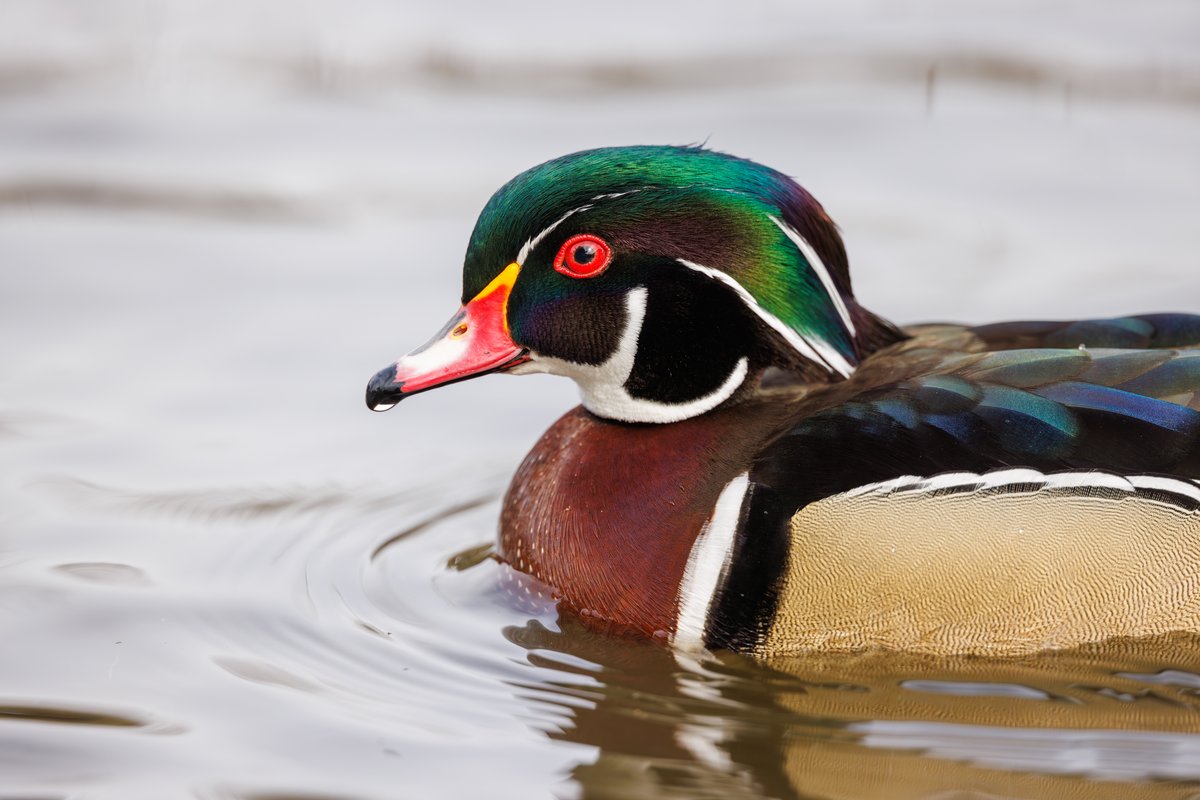 Wood Duck