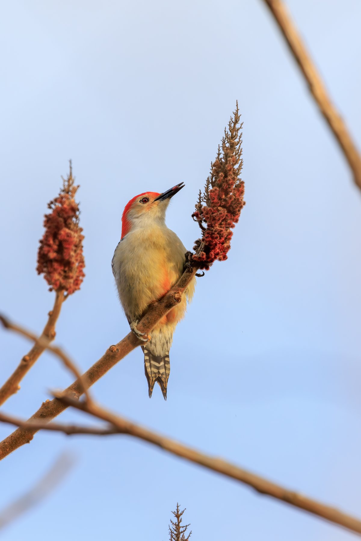 Red-bellied Woodpecker