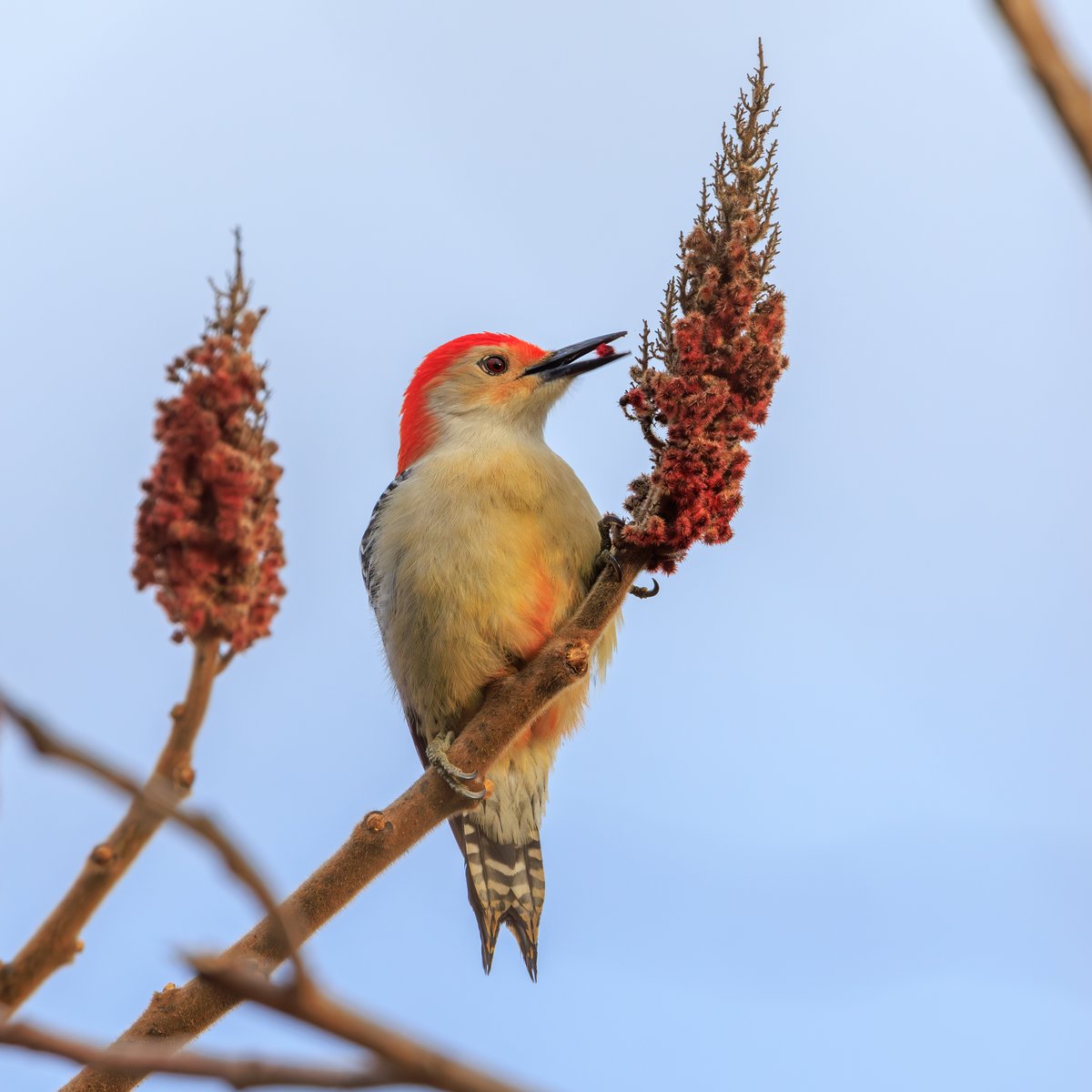 Red-bellied Woodpecker