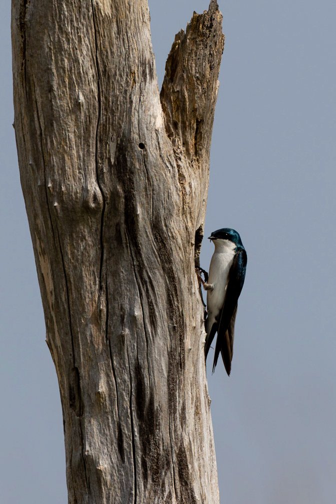 Tree Swallow