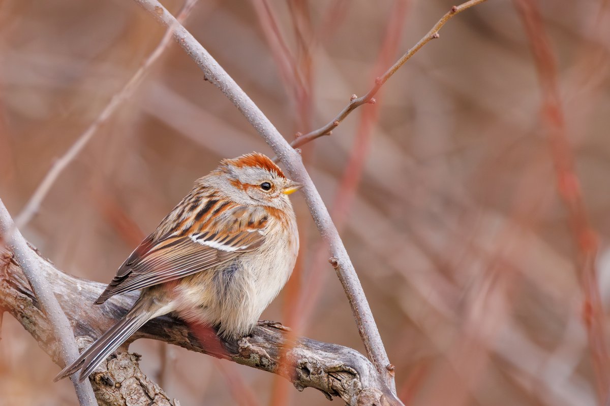 American Tree Sparrow