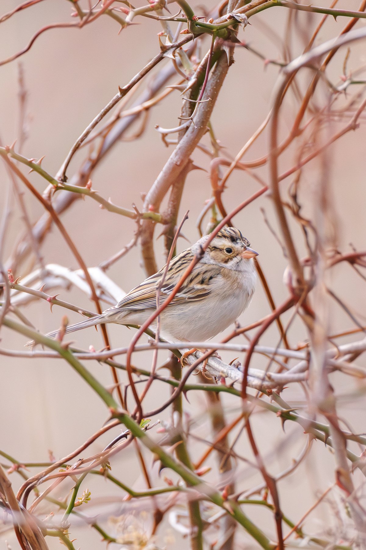 Clay-colored Sparrow