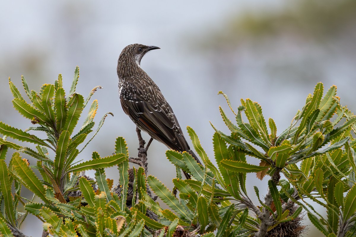Little Wattlebird